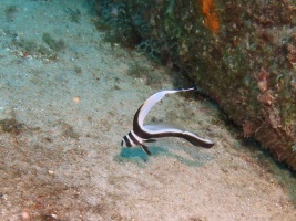 065 Juvenile Spotted Drumfish IMG 5416